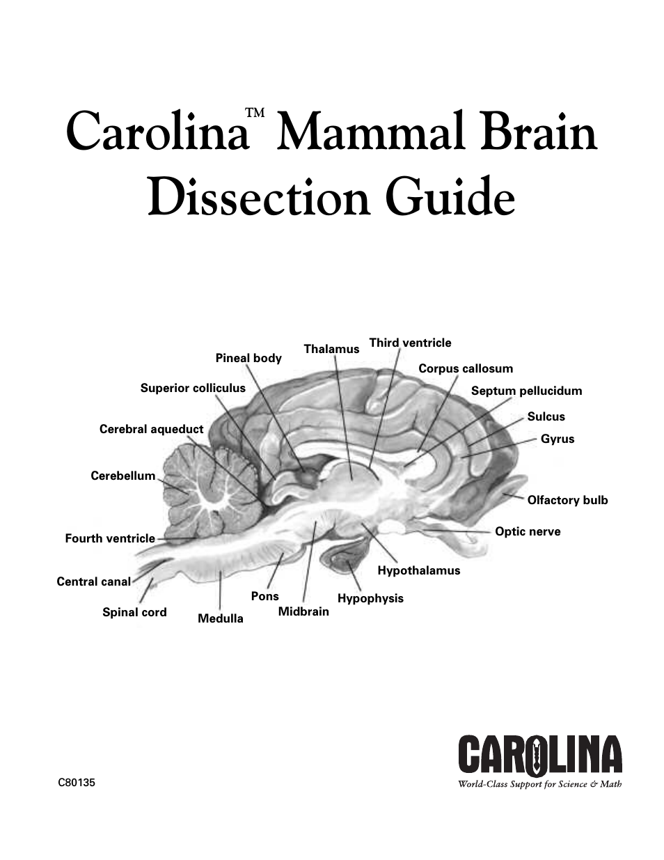 Mammal Brain Dissection Guide
